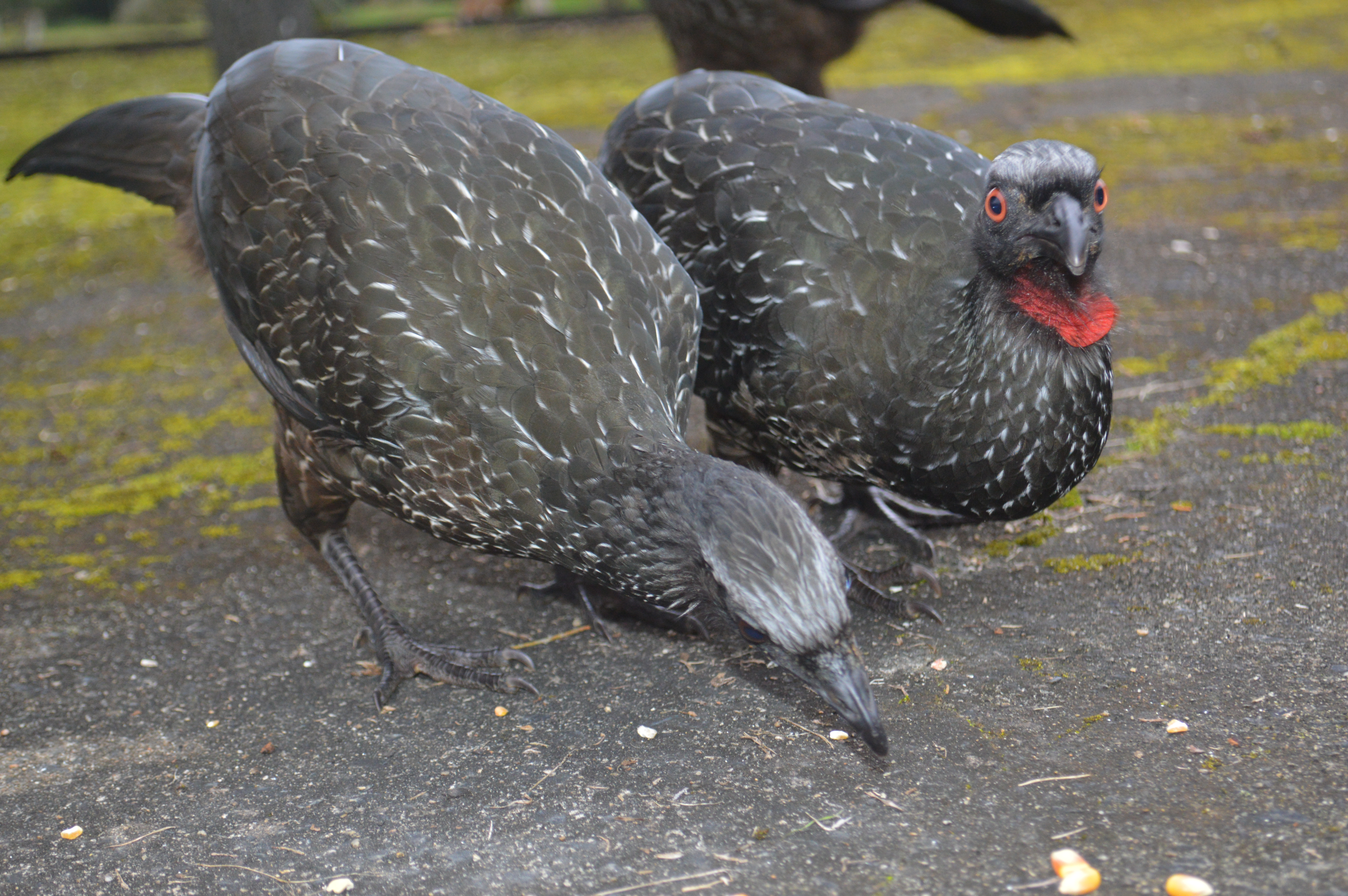 Guia de Áreas Protegidas